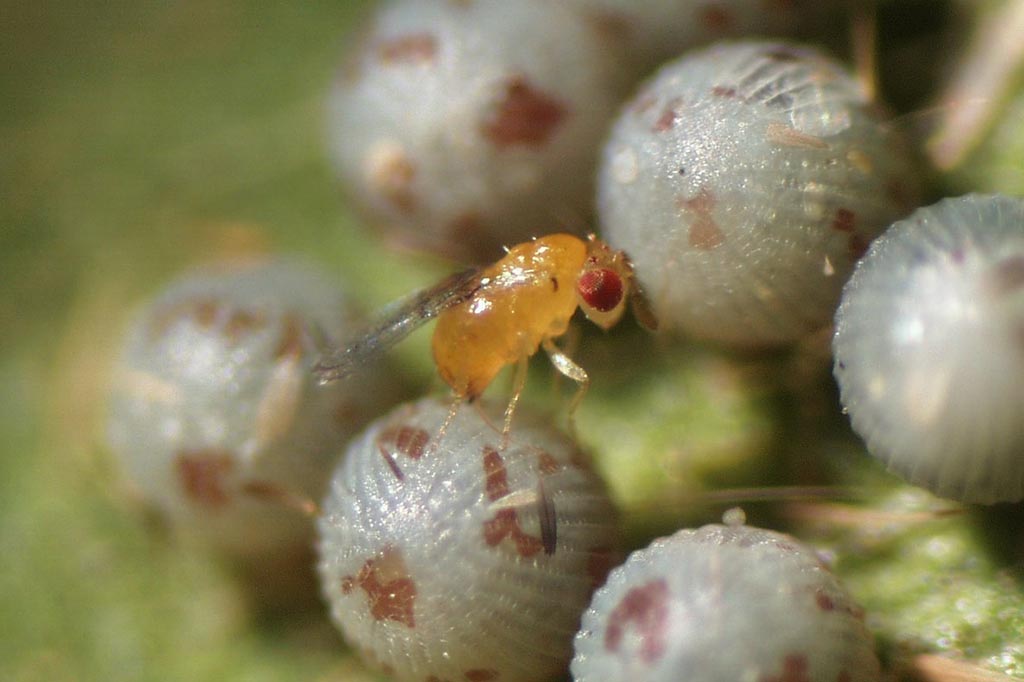 Trichogramma exyguum