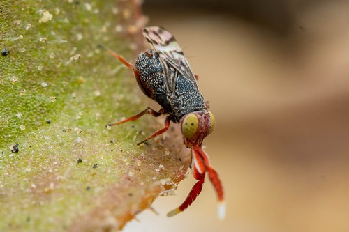Trichogramma pintoi