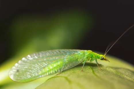 Chrysoperla carnea