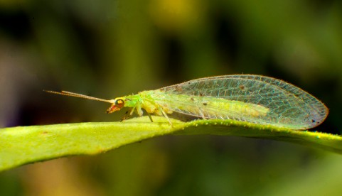 Chrysoperla externa