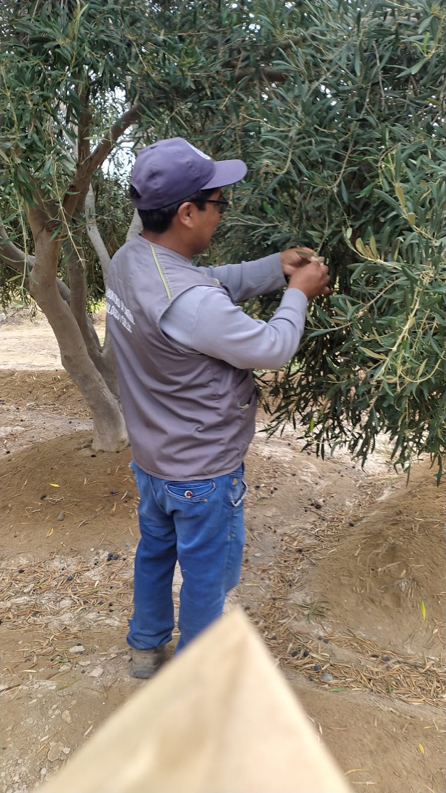 Colocación de Chrysoperla en olivos