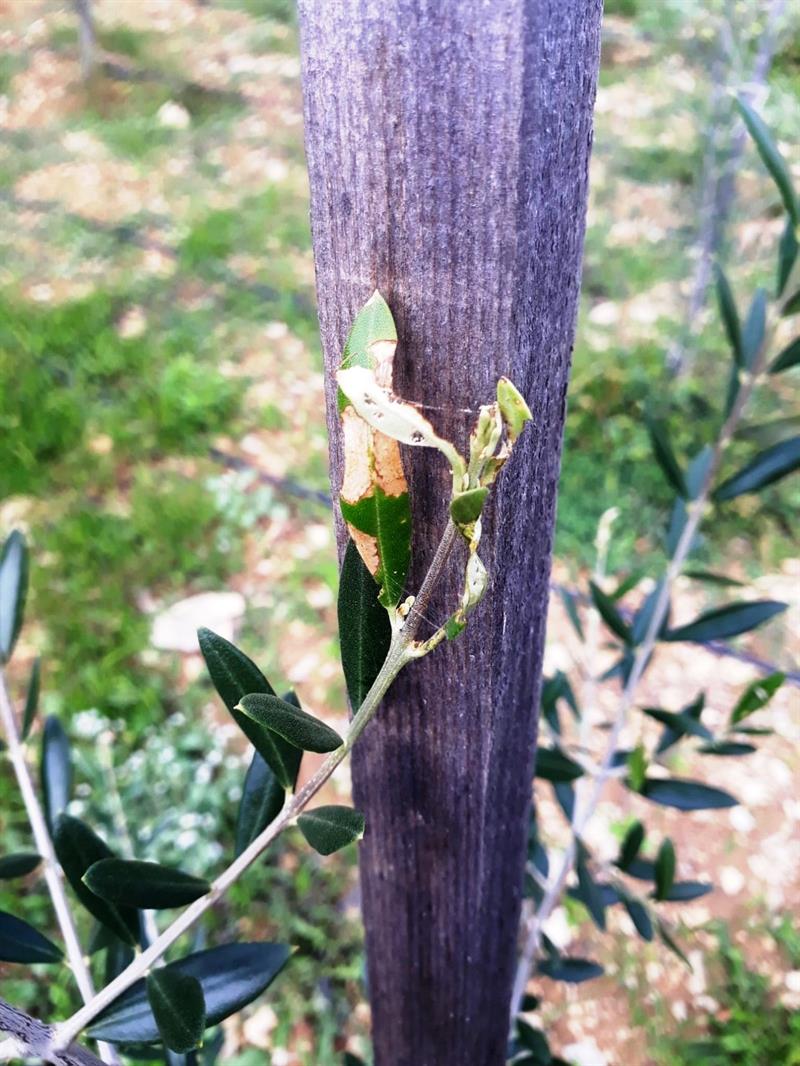 Brote de olivo afectado por larvas de Palpita unionalis