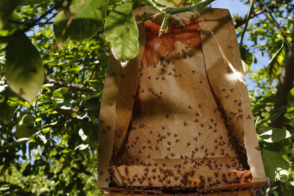 Trampa de monitoreo para mosca de la fruta