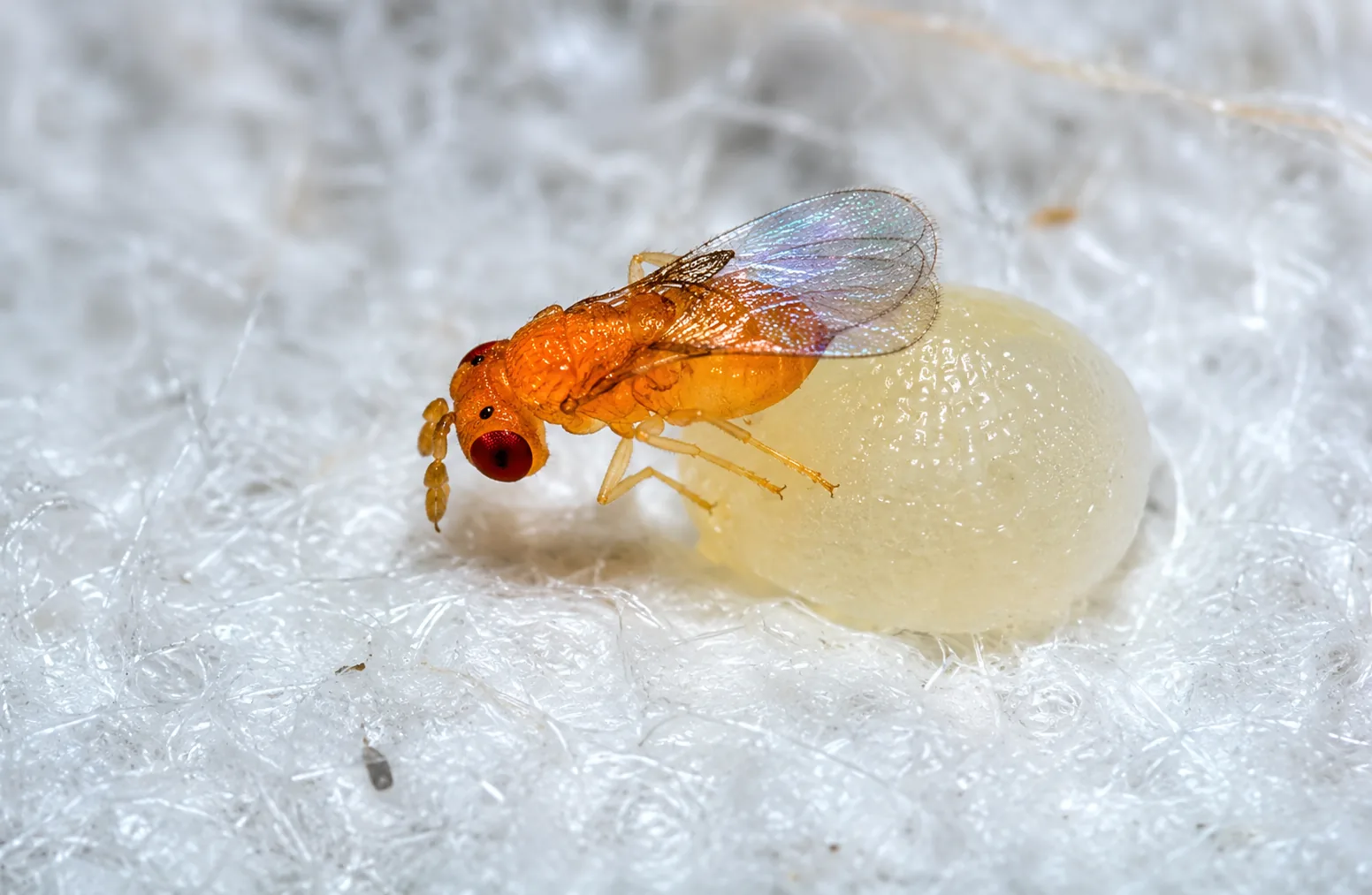Trichogramma pretiosum